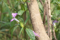 Barleria prattensis