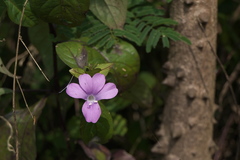 Barleria prattensis