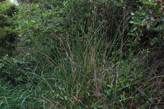 Juncus sarophorus