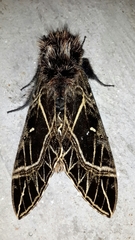 Euryglottis aper