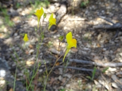 Linaria spartea