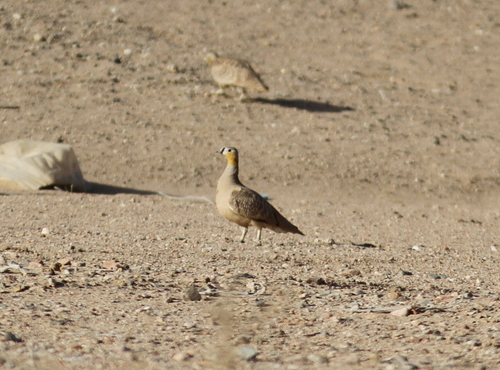 Pterocles coronatus
