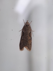 Semioscopis steinkellneriana