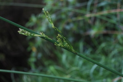 Juncus sarophorus