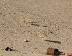 Pterocles coronatus