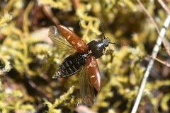 Prosternon bombycinum