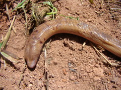 Amphisbaena alba