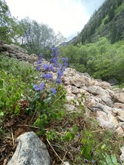 Penstemon cyananthus