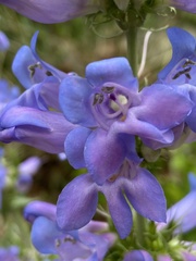Penstemon cyananthus