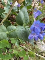 Penstemon cyananthus