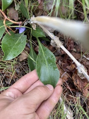 Penstemon cyananthus