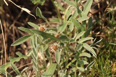 Psephellus sibiricus