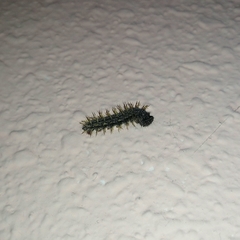 Nymphalis polychloros