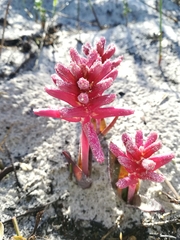 Lachenalia punctata