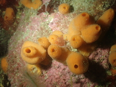 Amphilectus fucorum