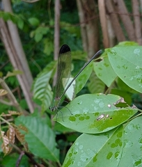 Vestalis apicalis