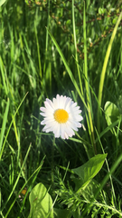 Bellis perennis