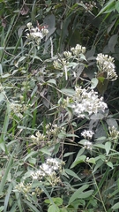 Chromolaena laevigata