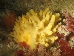 Polymastia boletiformis
