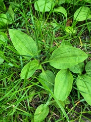 Plantago major