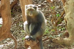 Cercopithecus mitis