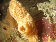 Ulosa digitata