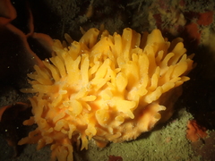 Polymastia boletiformis