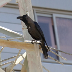 Corvus splendens
