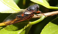 Yoyetta spectabilis