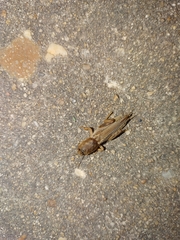 Neoscapteriscus vicinus