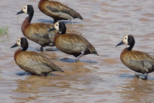 White-faced Whistling-Duck