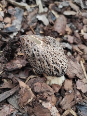 Morchella esculenta
