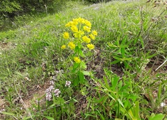 Euphorbia iberica