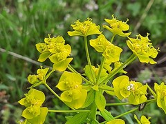 Euphorbia iberica