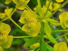 Euphorbia iberica