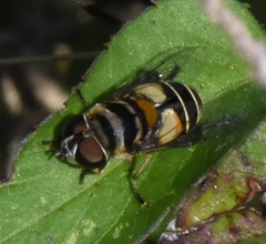 Palpada albifrons