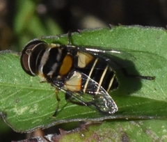 Palpada albifrons