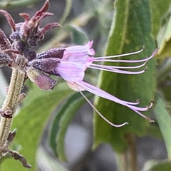 Ocimum filamentosum