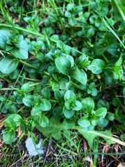 Veronica serpyllifolia