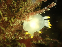 Polycera kernowensis