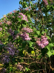 Syringa vulgaris