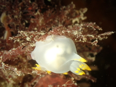 Polycera kernowensis
