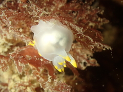 Polycera kernowensis