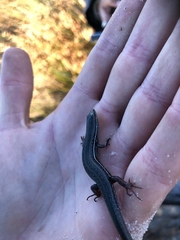 Trachylepis homalocephala