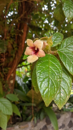 Drymonia alloplectoides