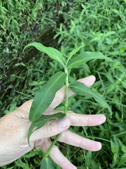 Commelina diffusa diffusa