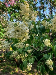 Syringa vulgaris