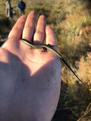 Trachylepis homalocephala