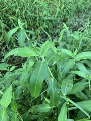 Commelina diffusa diffusa