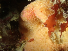 Phorbas fictitius